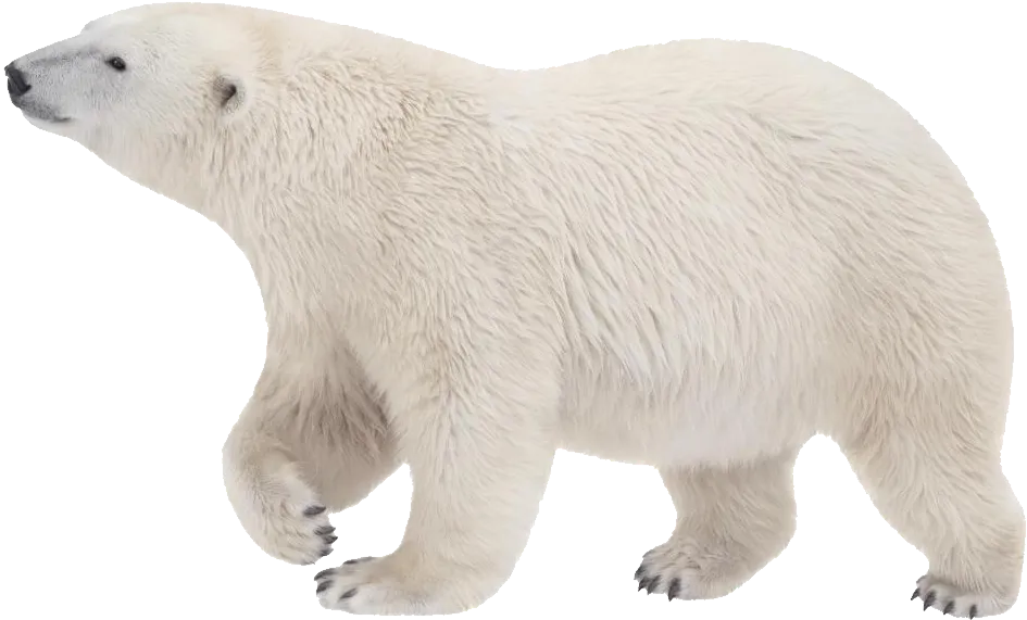 bear with crown, majestic royal animal, king of forest png